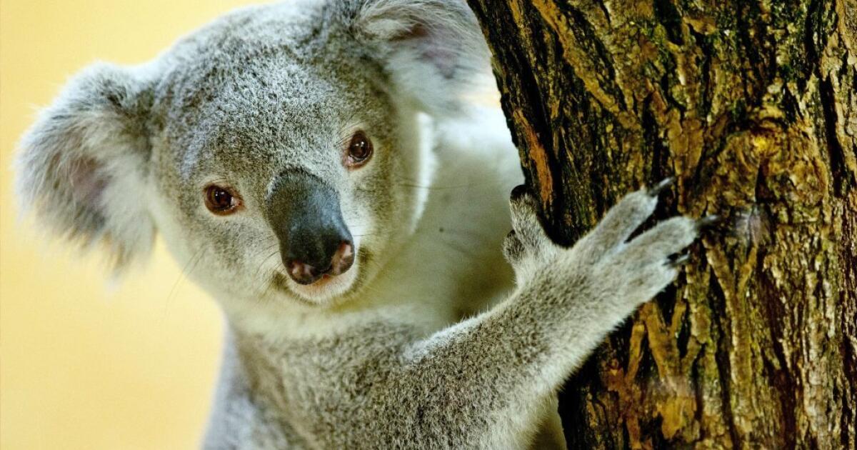 How koalas make a mating call that ought to come from an elephant