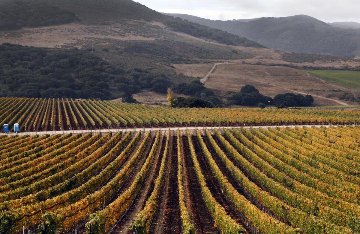 Sea Smoke vineyards nestled in the Santa Rita Hills near Lompoc, Calif. The name refers to the nightly fog that makes the location ideal for growing fickle Pinot Noir grapes.