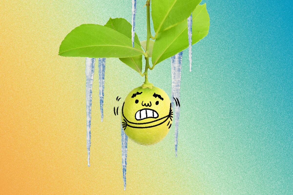 A lemon with a cartoon face and arms shivers as icicles drip from its leaves 