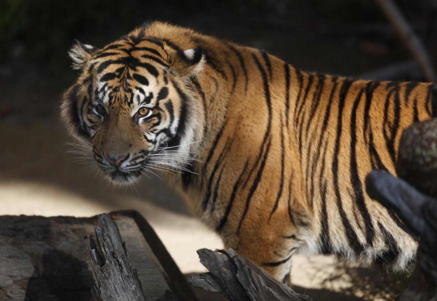 Sumatran tiger