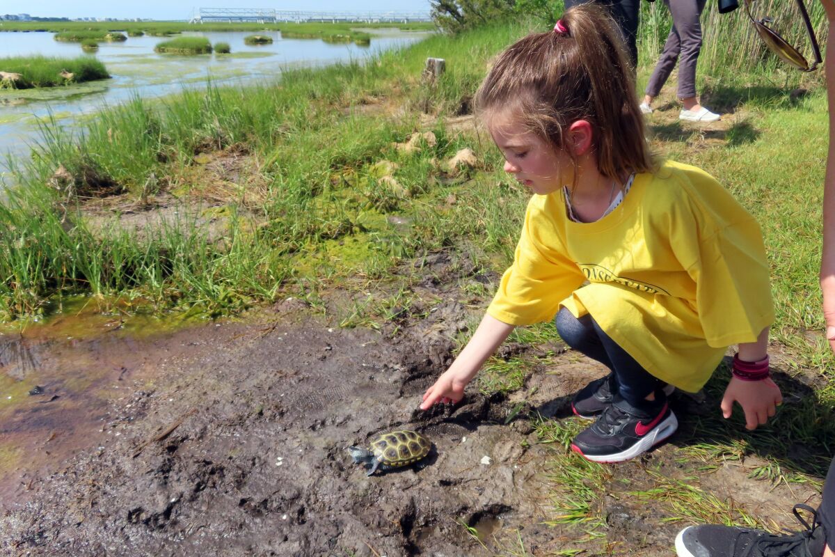 A kindergarten student releases a turtle back into the wild at the Wetlands Institute in Stone Harbor, N.J., Wednesday, June 8, 2022. A class of kindergarten students released 17 turtles that were raised from the eggs of female turtles that were struck and killed by cars. The program run by the Wetlands Institute, Stockton University and Stone Harbor schools has returned thousands of turtles into the wild over the past 25 years. The turtles were either rescued from dangerous places like roadsides or storm drains, or were raised from eggs of turtles killed by cars. (AP Photo/Wayne Parry)