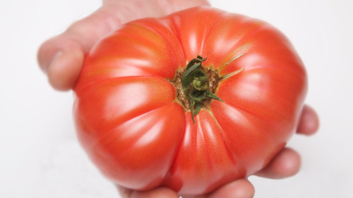 Don't put this tomato in the refrigerator! A new study explains how cold temperatures rob tomatoes of their flavor by altering their gene expression.