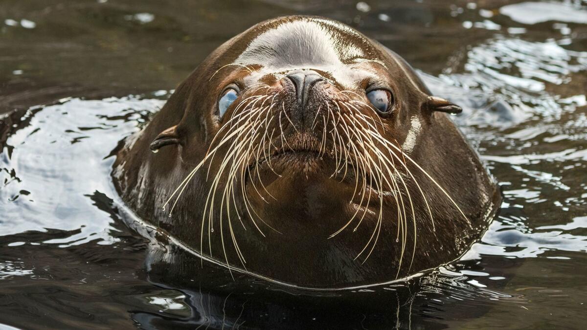 A nearly 700-pound blind California sea lion named Buddy is adapting well to his habitat at the Sea Life Cliffs exhibit at the L.A. Zoo.