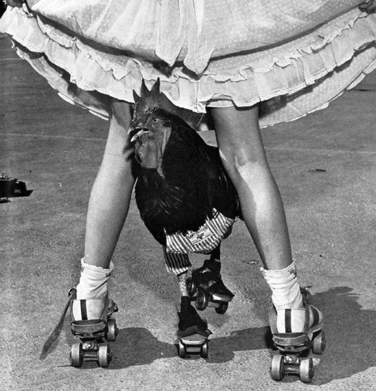 A rooster wears overalls and roller skates 