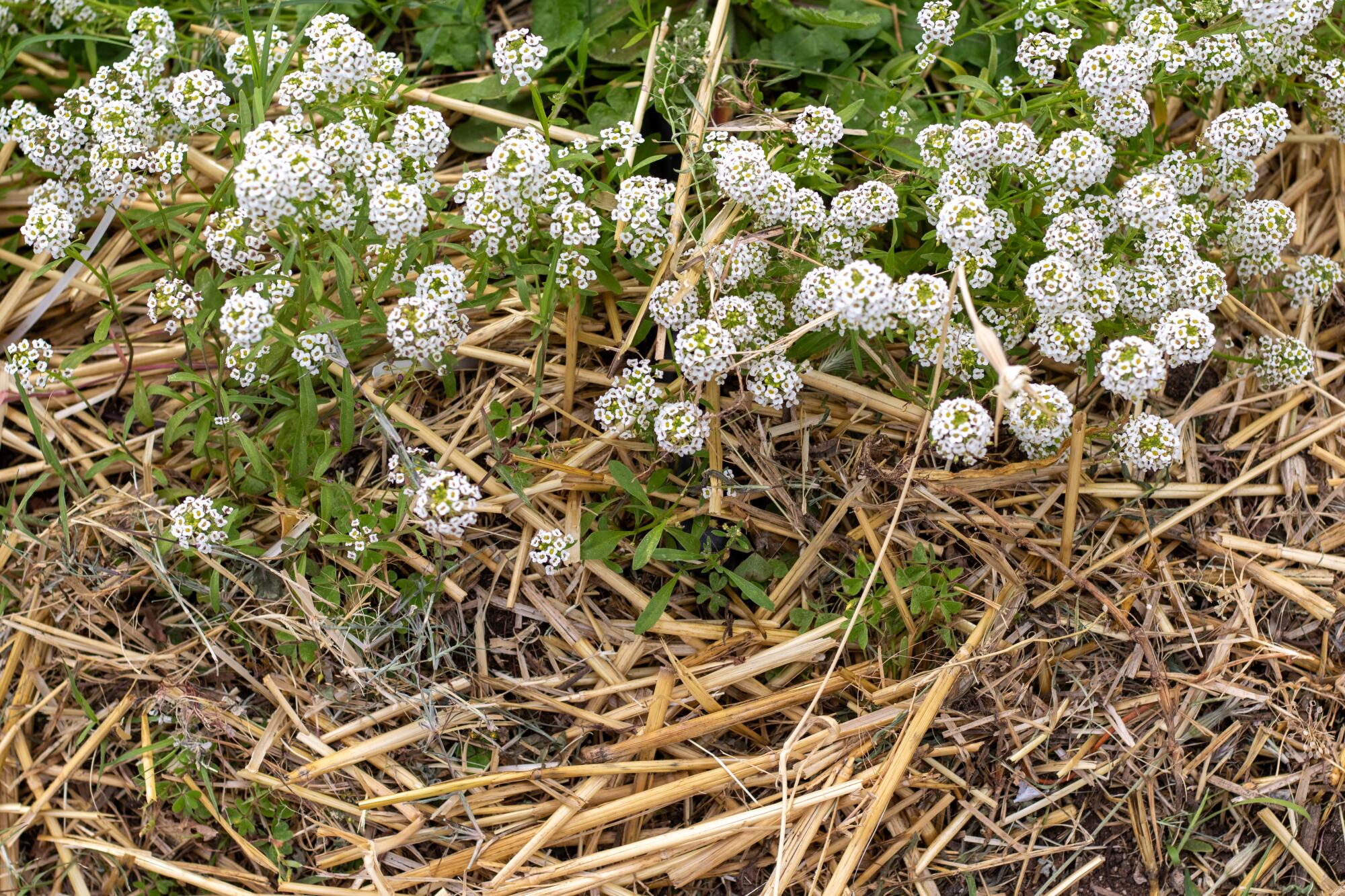 Nafis plants sweet alyssum to help manage aphids.