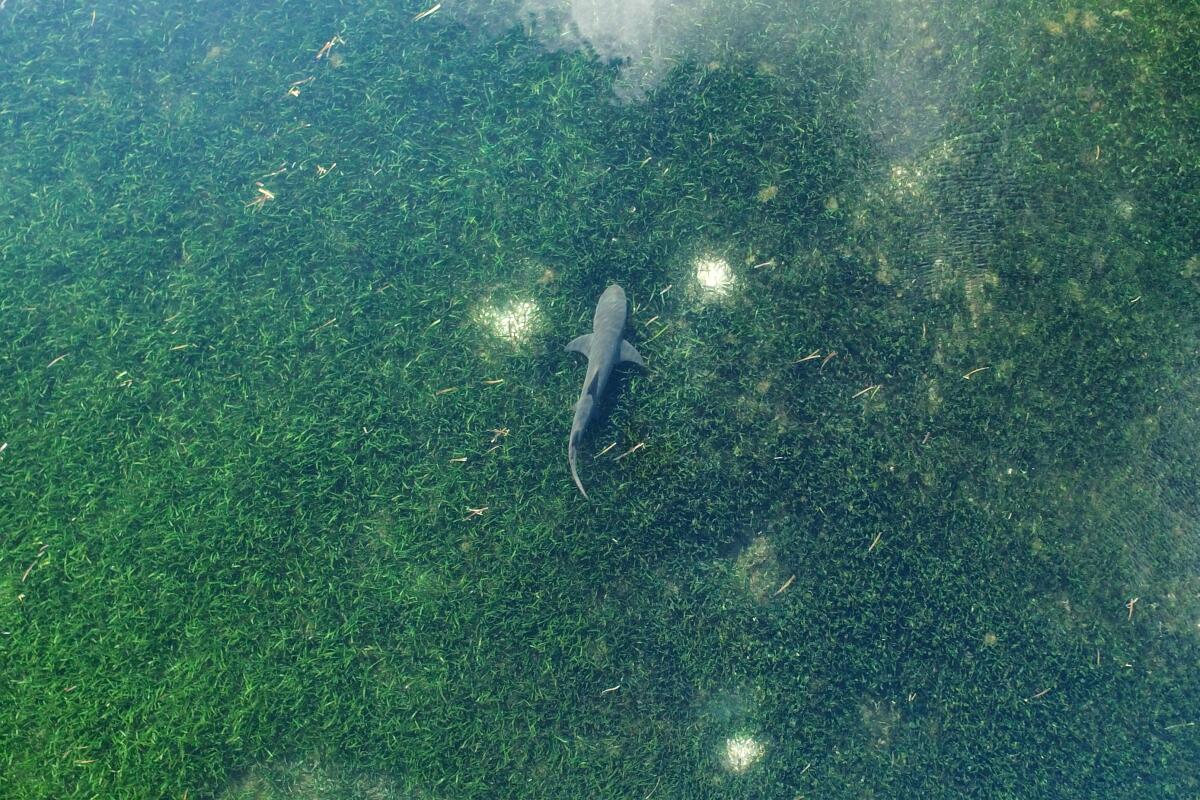 Seagrass meadows, which act as a nursery for sharks and other fish species.