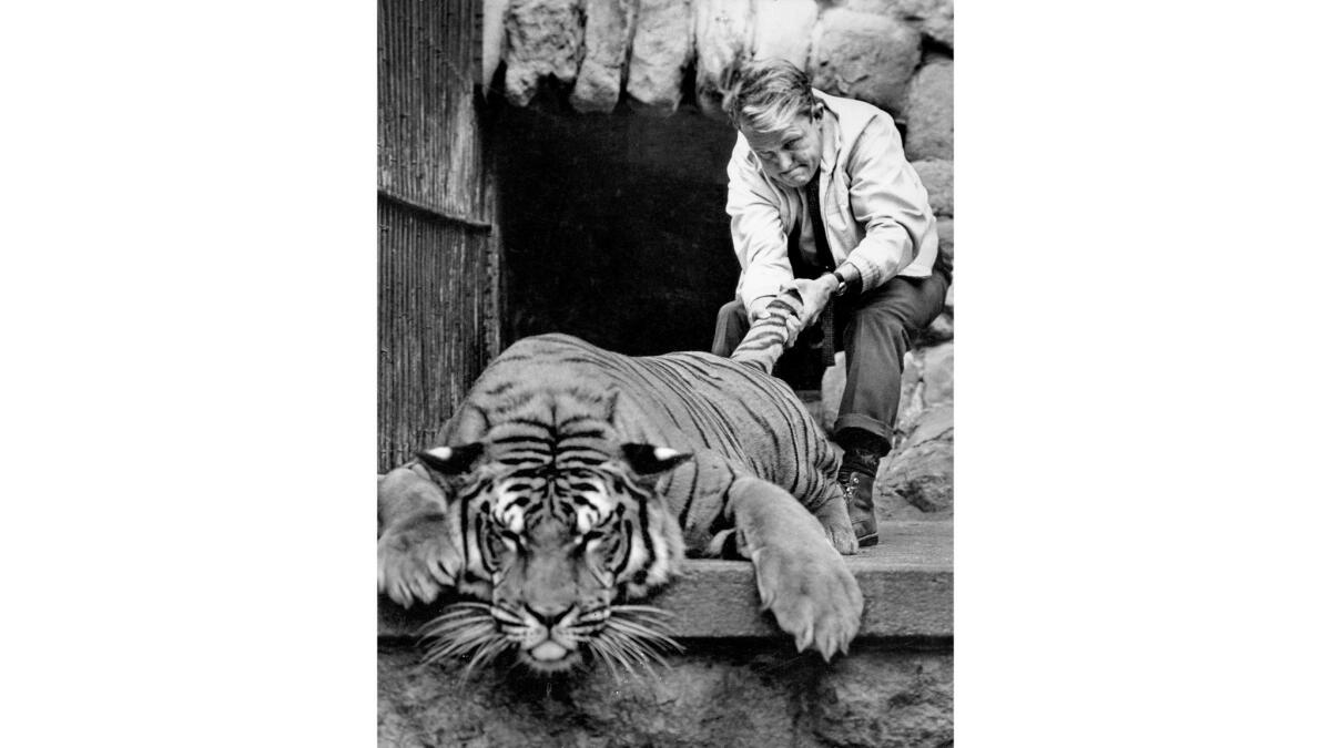 Sept. 29, 1966: A 300-pound tranquilized Bengal tiger named Henry is dragged by Dr. Charles Sedwick to a level spot.