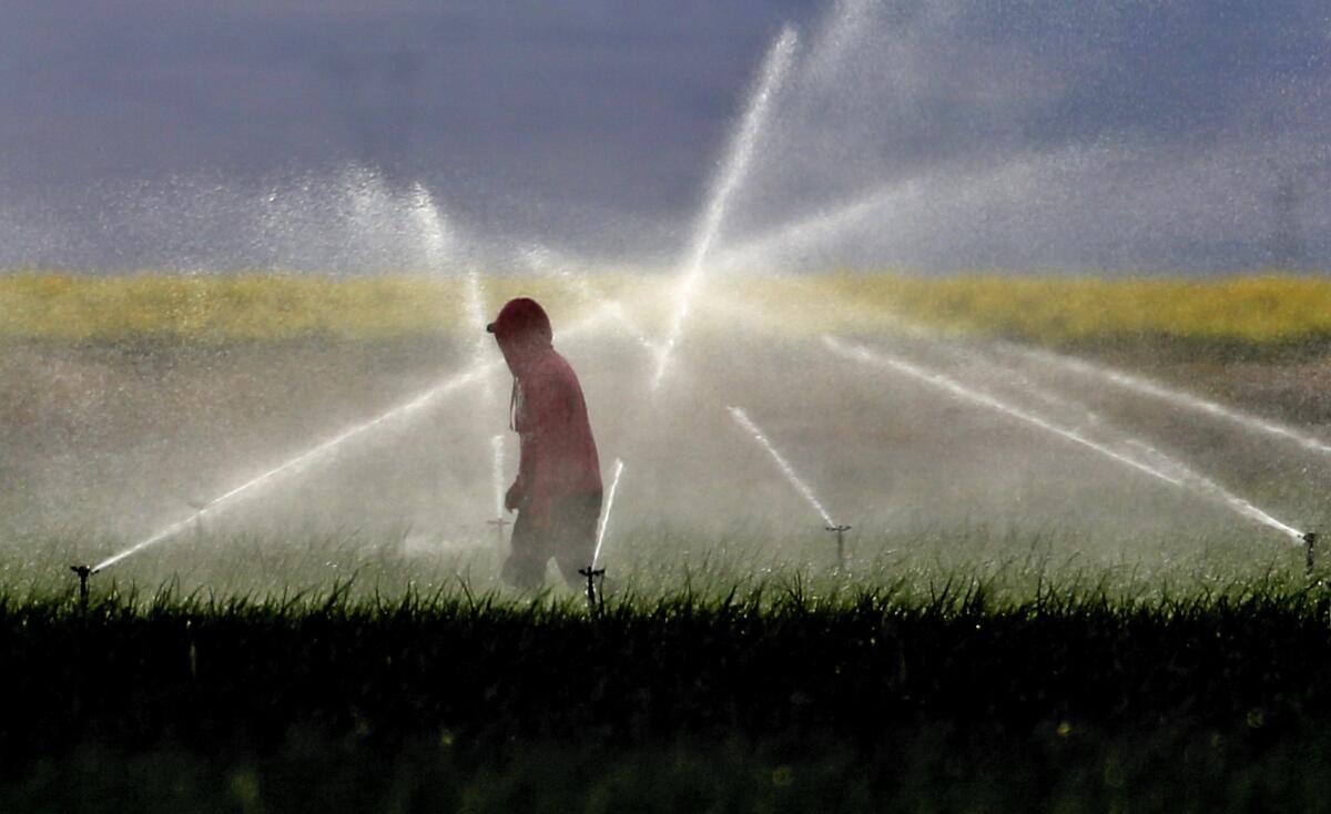 Farmworkers adjust sprinkler coverage south of Bakersfield.