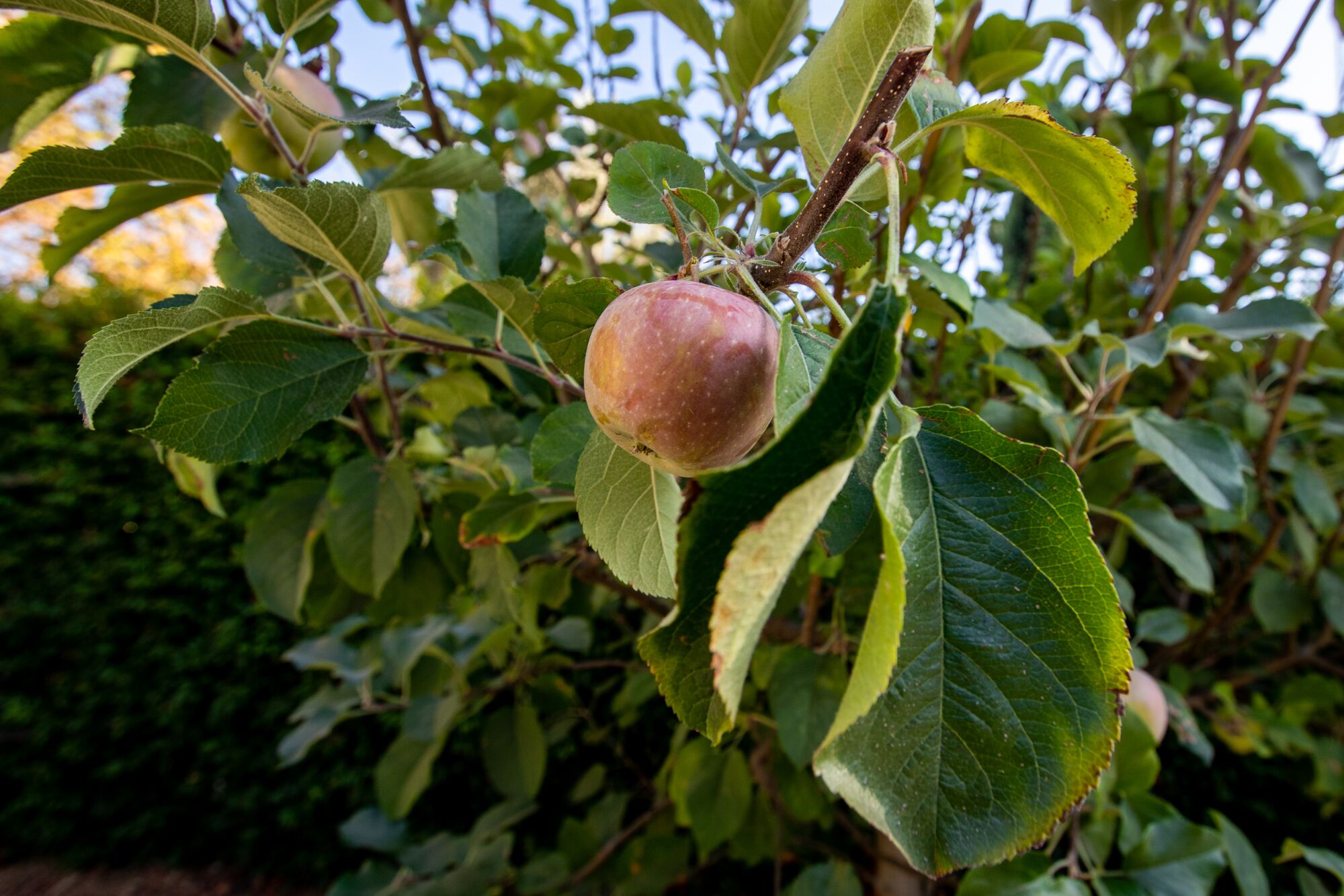 Fruit on an apple tree. 
