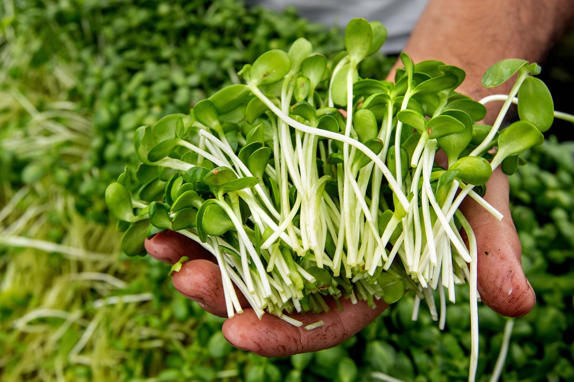 A hand holding out freshly harvested sunflower sprouts.