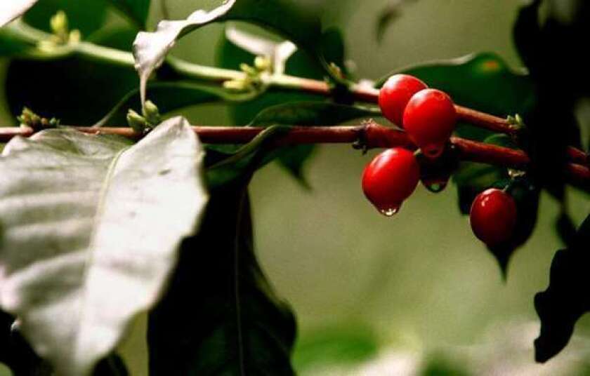 A coffee plant grows in Mexico. Climate change may threaten indigenous Arabica plants, scientists said this week.