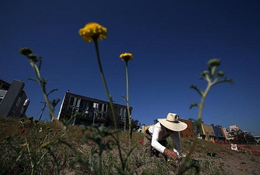 Robert Jan "Roy" van de Hoek looks at a tiny flowering Orcutt's yellow pincushion, which had been considered close to extinction, next to Ballona Lagoon near the western edge of Marina del Rey.