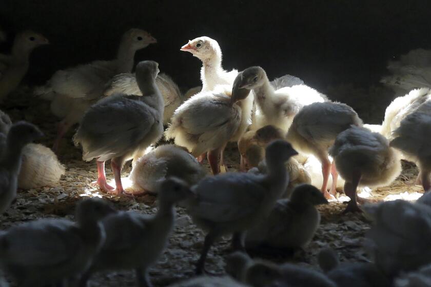 FILE - Turkeys stand in a barn on turkey farm near Manson, Iowa on Aug. 10, 2015.