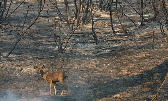 A deer walks through charred forest in the Angeles National Forest near Acton.