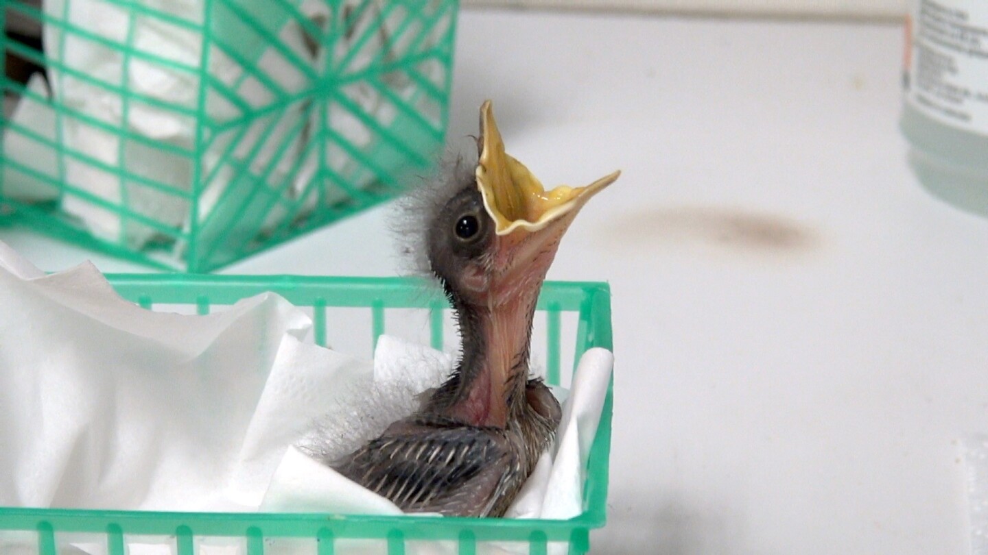 Baby birds, such as this hatching mockingbird, are brought into the Society’s Project Wildlife by the hundreds in spring.