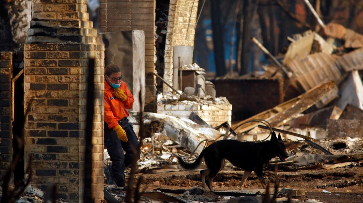 A member of the Sonoma County Sheriff's Department Search and Rescue crew and a cadaver dog search for a possible victim of the wildfires in the Mark West Springs area in Santa Rosa.