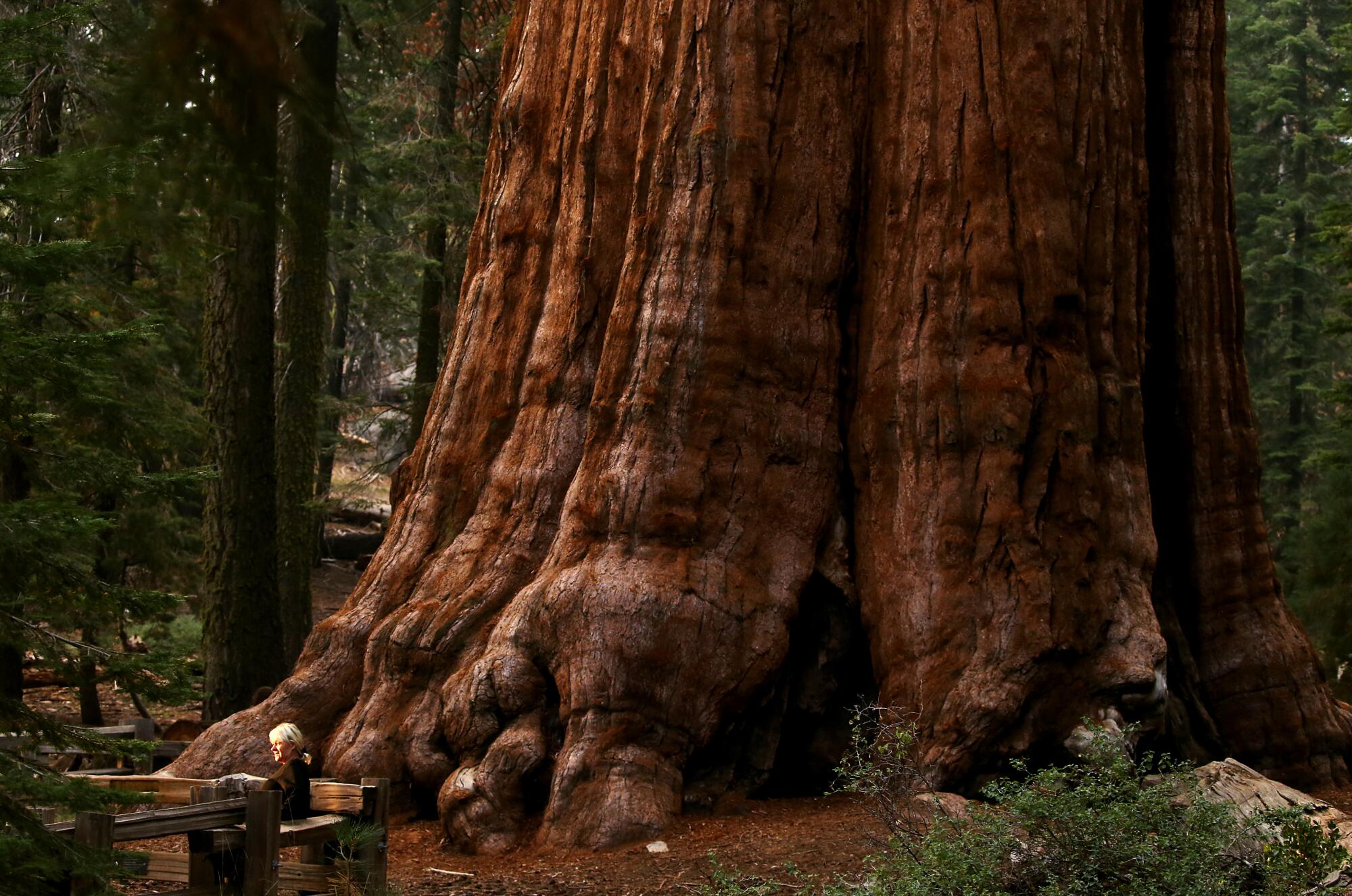 A visitor sitting on a bench in a forest, dwarfed by the massive trunk of a giant sequoia tree
