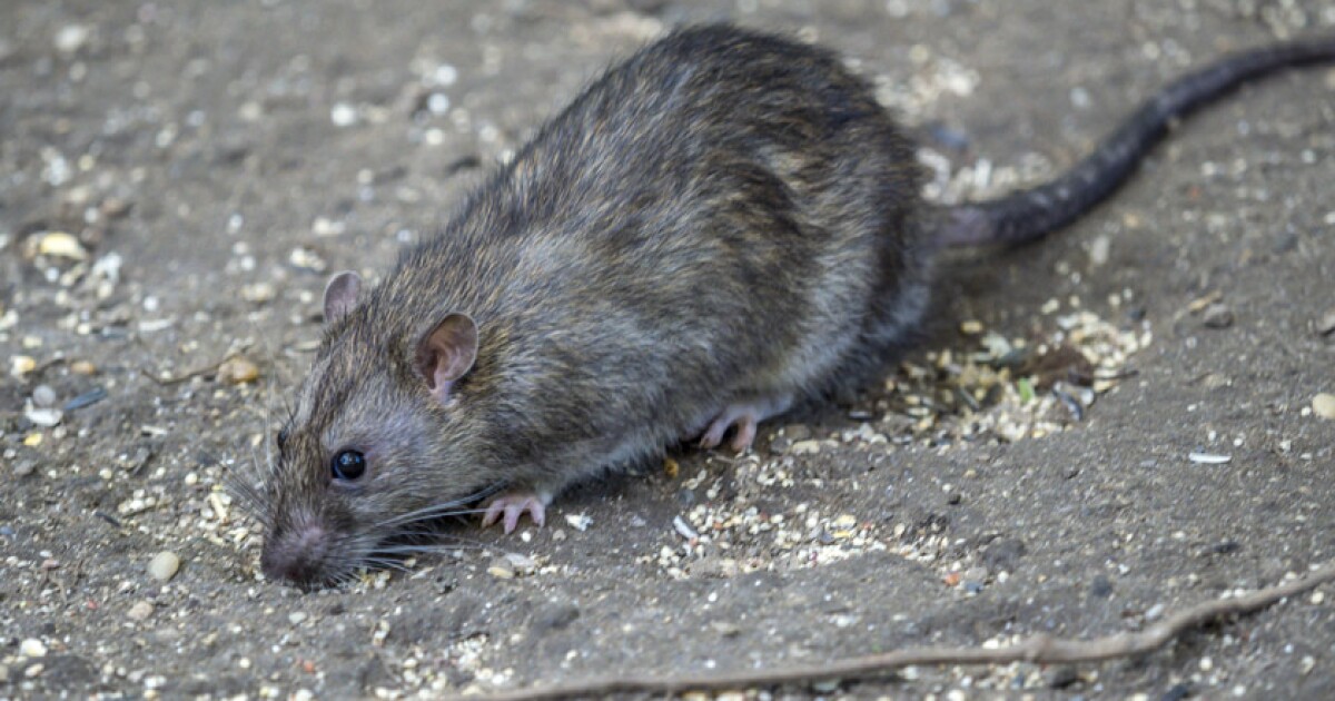Ravenous rats await restaurant-goers after 2 months of food deprivation, CDC warns - Los Angeles Times
