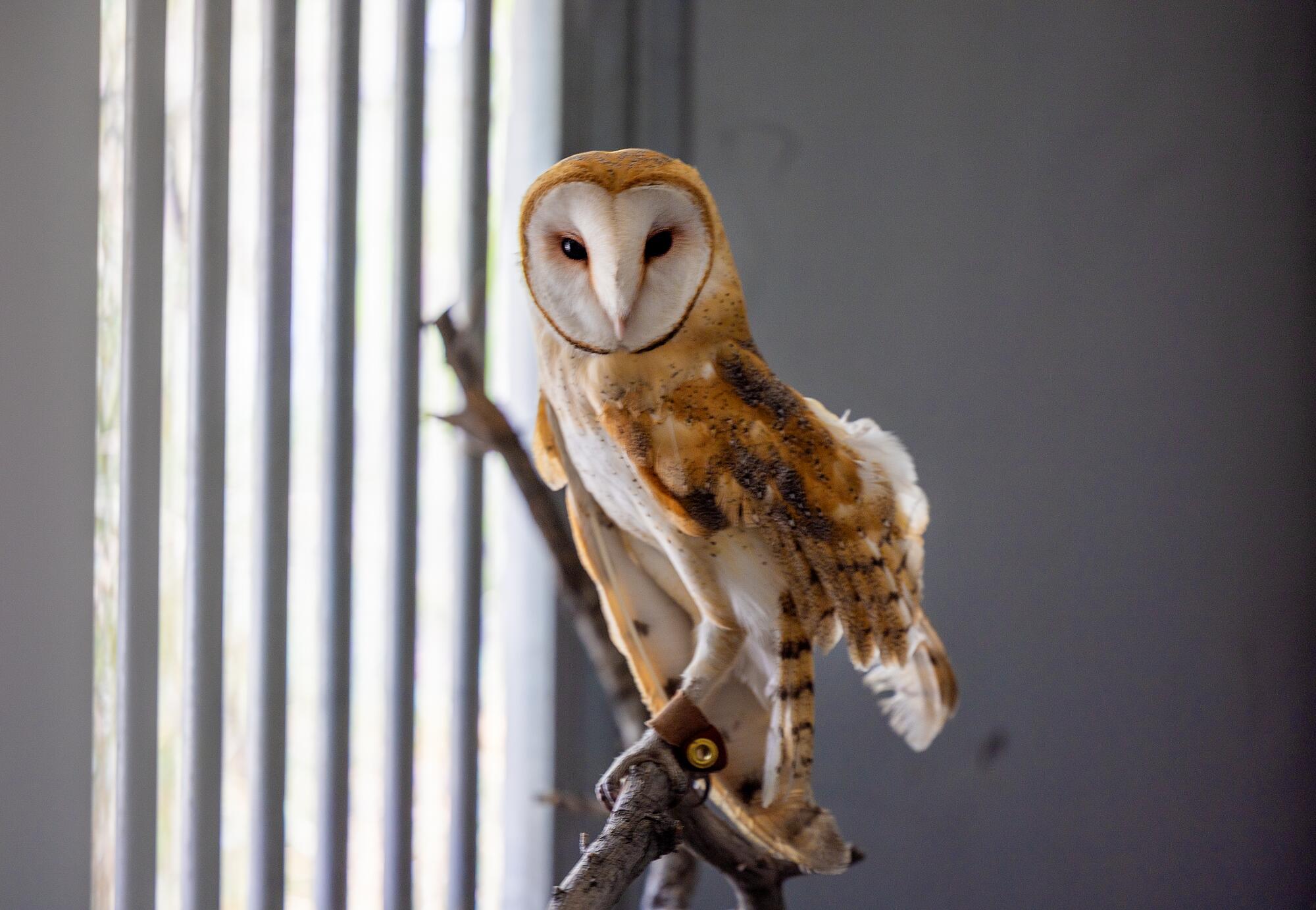 A barn owl stands on a branch in a building.