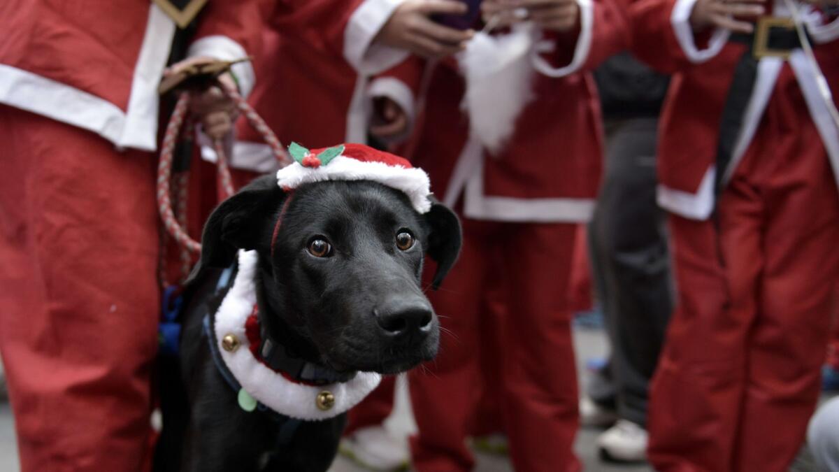 It's OK to dress your dog in a Santa hat, but don't let him sample your hot chocolate.