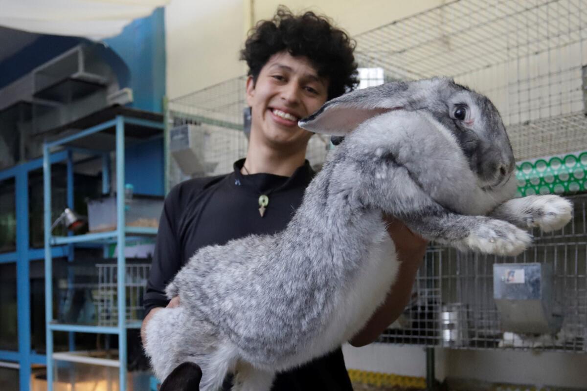 Fotografía que muestra al joven Kiro Yakin, mientras enseña una cría de conejo Flandes 