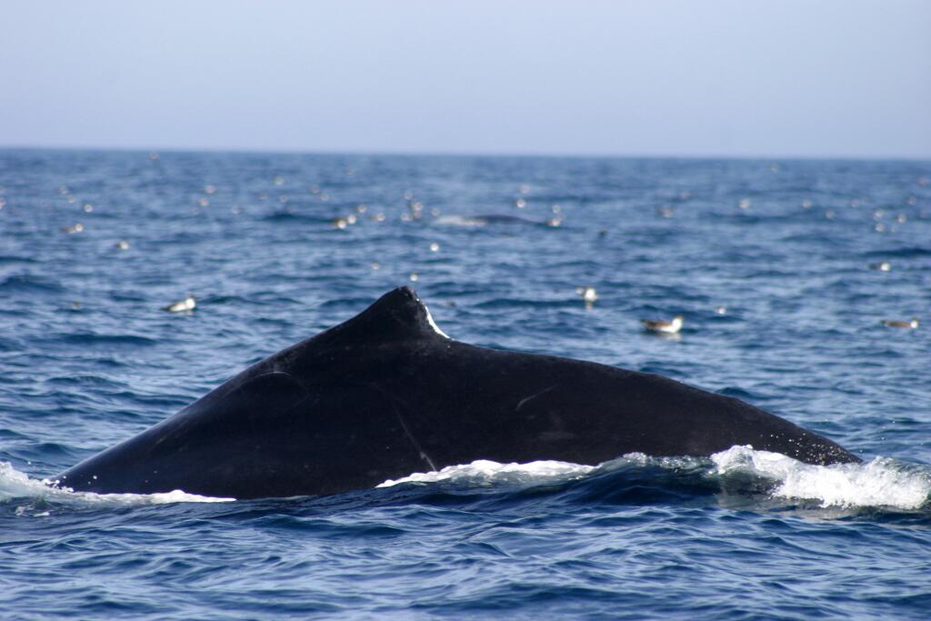 Following the Whale Trail is a visual treasure hunt — from shore - The ...
