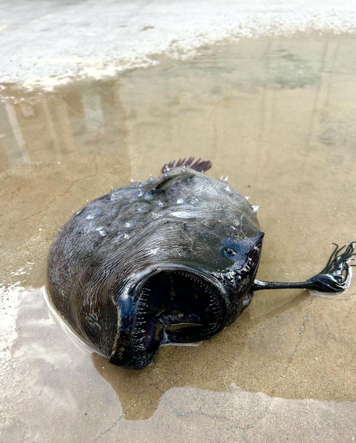 A footballfish lies on a beach