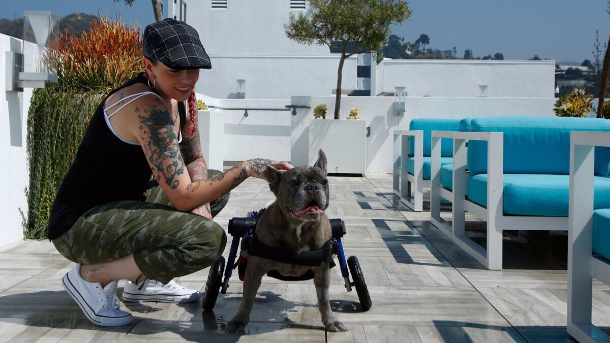 Chef Dakota Weiss lets her dog Chaplin walk around the roof of her apartment in Los Angeles.
