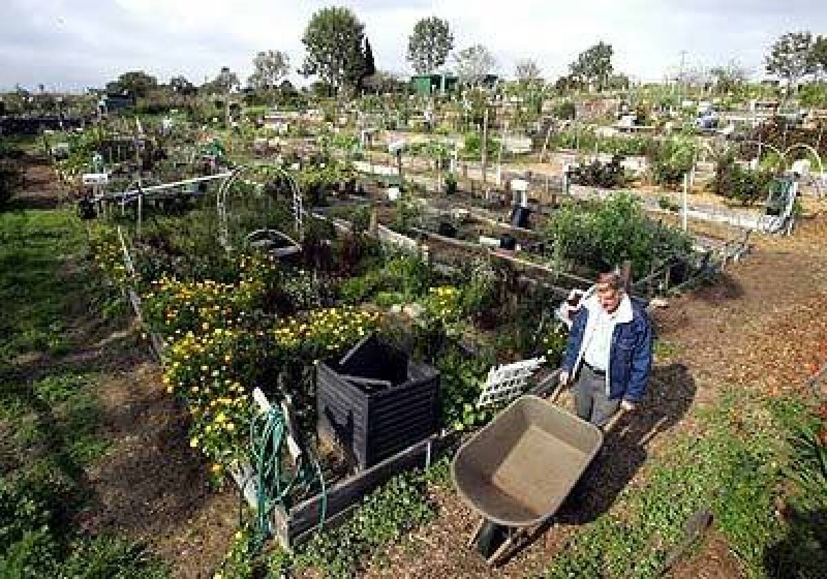 Ed Mosman, a retired electrical engineer, works in Ocean View Farms in Mar Vista. Ocean View Farms is one of L.A.s oldest and largest gardens, with 300 members and a waiting list of more than 100 people. You come here to forget all your problems and to be with other gardeners, Mosman says.