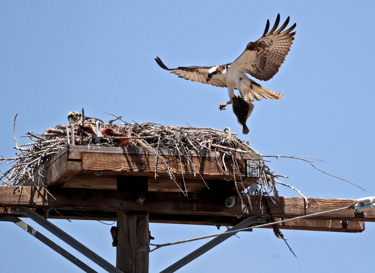 An osprey, with wings spread and claws holding a fish, lands on a nest on top of a pole.