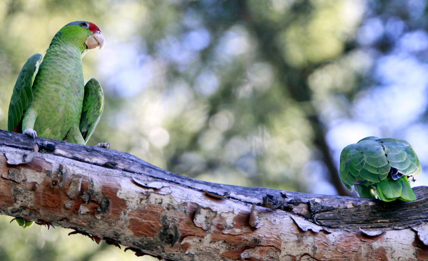 Photo Gallery: Deukmejian Wilderness Park is for the birds