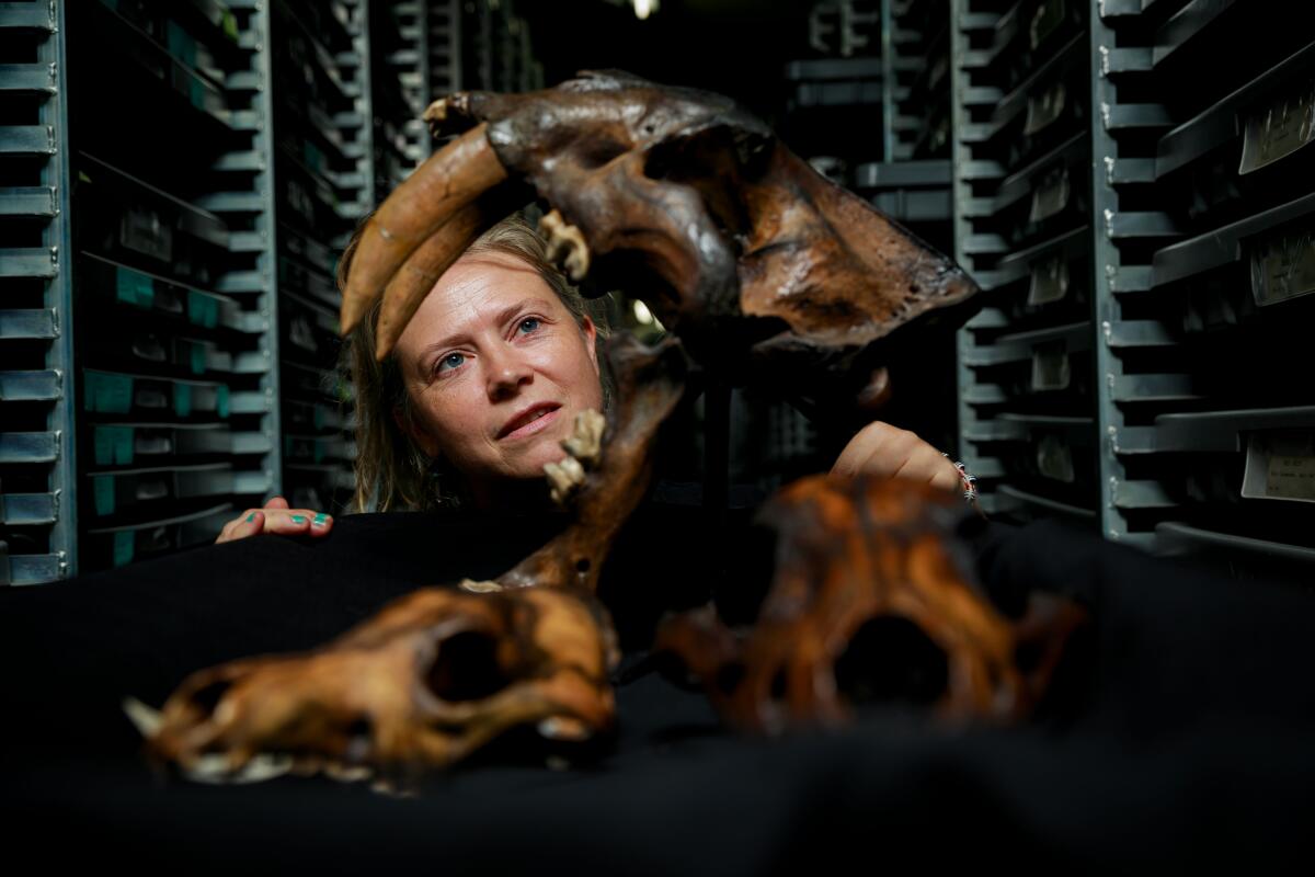 Aisling Farrell examines fossils recovered from the La Brea Tar Pits. 
