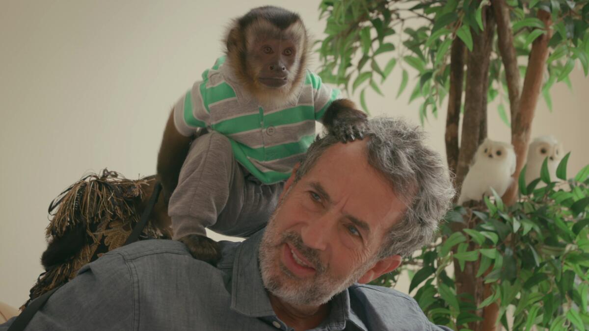 A monkey wearing a striped polo shirt and sweatpants sits on the shoulder of a grey-haired man.