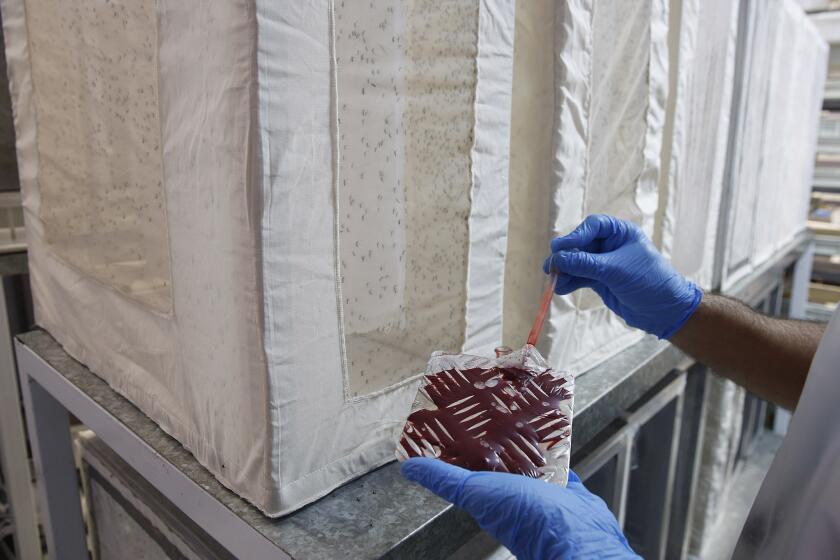 In this Feb. 1, 2016 photo, a technician from the British biotec company Oxitec holds with a bag of blood to feed Aedes aegypti mosquitoes that were genetically modified to produce offspring that don't live, before releasing them into the wild as part of an effort to kill the local Aedes population, which is a vector for the spread of the Zika virus, in Campinas, Brazil.