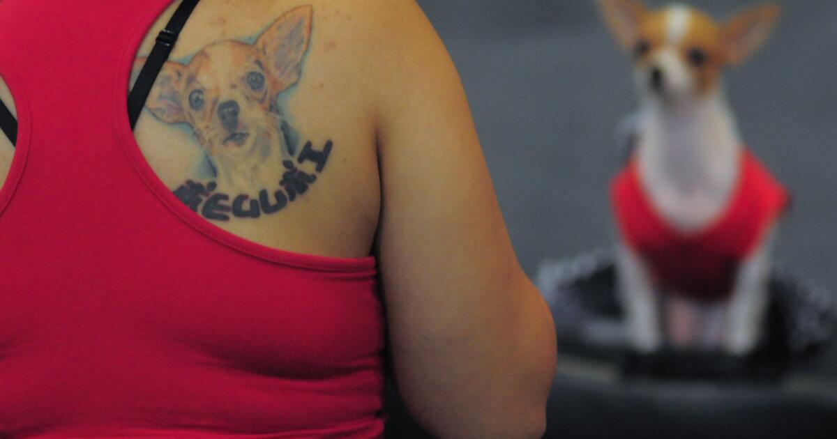 PetSmart contest offers to cover up bad tattoos with a pic of your pooch