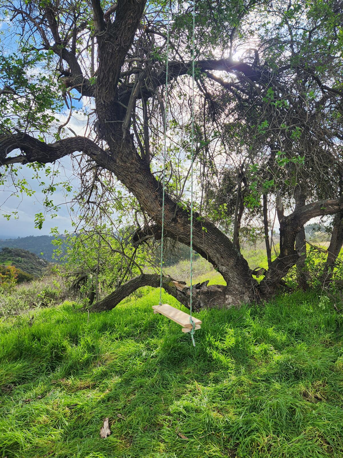 A photograph of a tree with a swing from Cherry Canyon hiking trail.