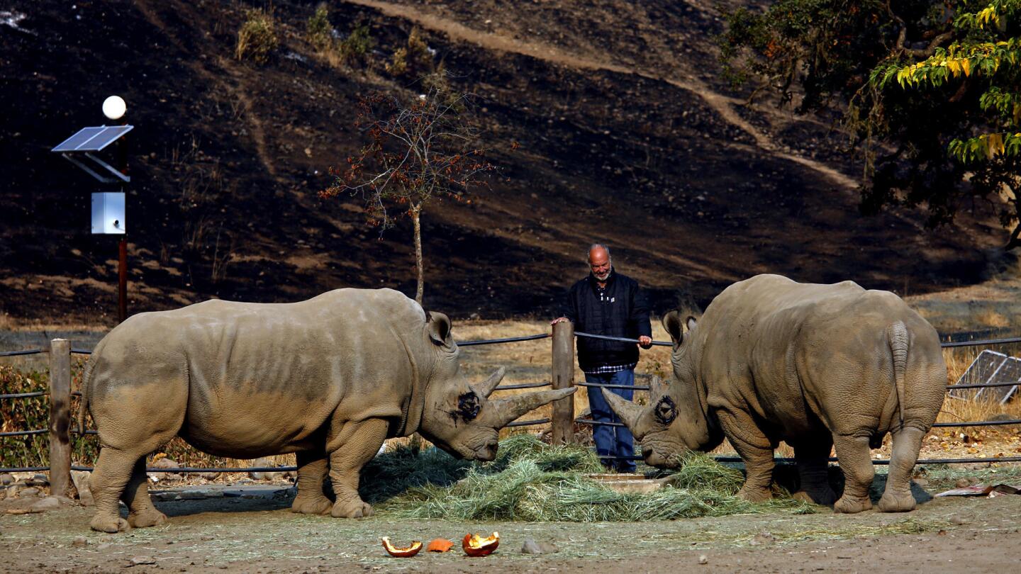 Peter Lang, owner of the Safari West wildlife park, stands on Oct. 18 with a pair of white rhinos in front of a hillside charred by the Tubbs fire that crept to within feet of their enclosure. Lang and 10 of his employees lost their homes in the fire.