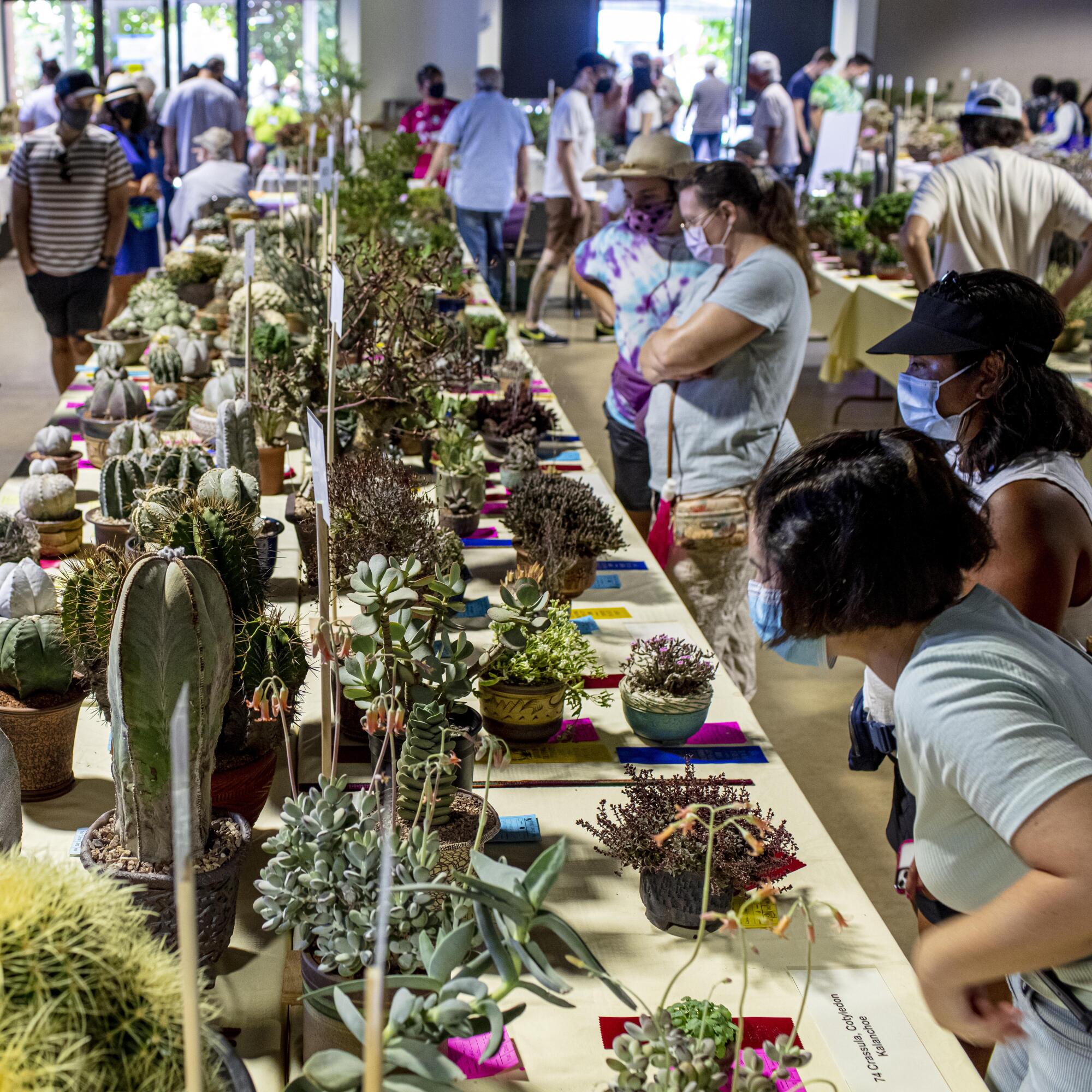 Visitors admire plants during a cactus and succulent show at the Los Angeles County Arboretum in Arcadia.