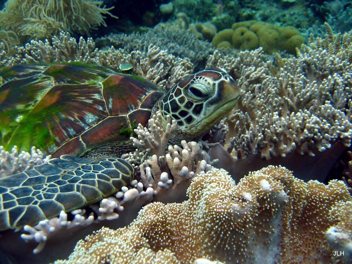 A green sea turtle rests on a bed of soft coral on Fanning Atoll.