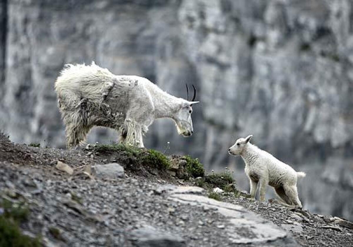 A mountain goat looks at its baby in Glacier National Park. 