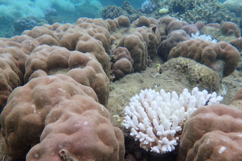 Coral Bleaching Survey Orpheus Island 2017 - Greg Torda