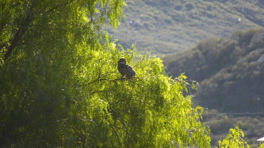 High in a tree, Owen, the great horned owl, paused to look around after his Jan. 11 release in Ramona.