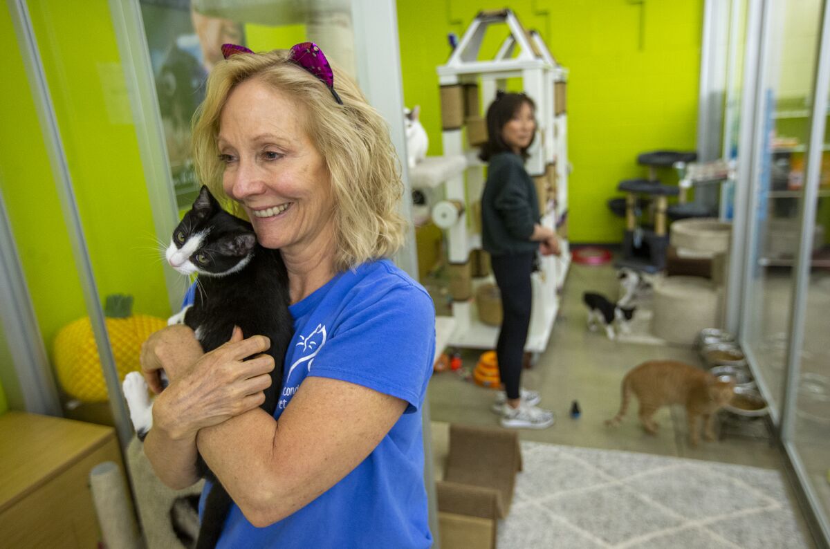 Jenny Wilson, a volunteer with Second Chance Pet Adoptions, holds a kitten at adoption center at the Huntington Beach Petco.