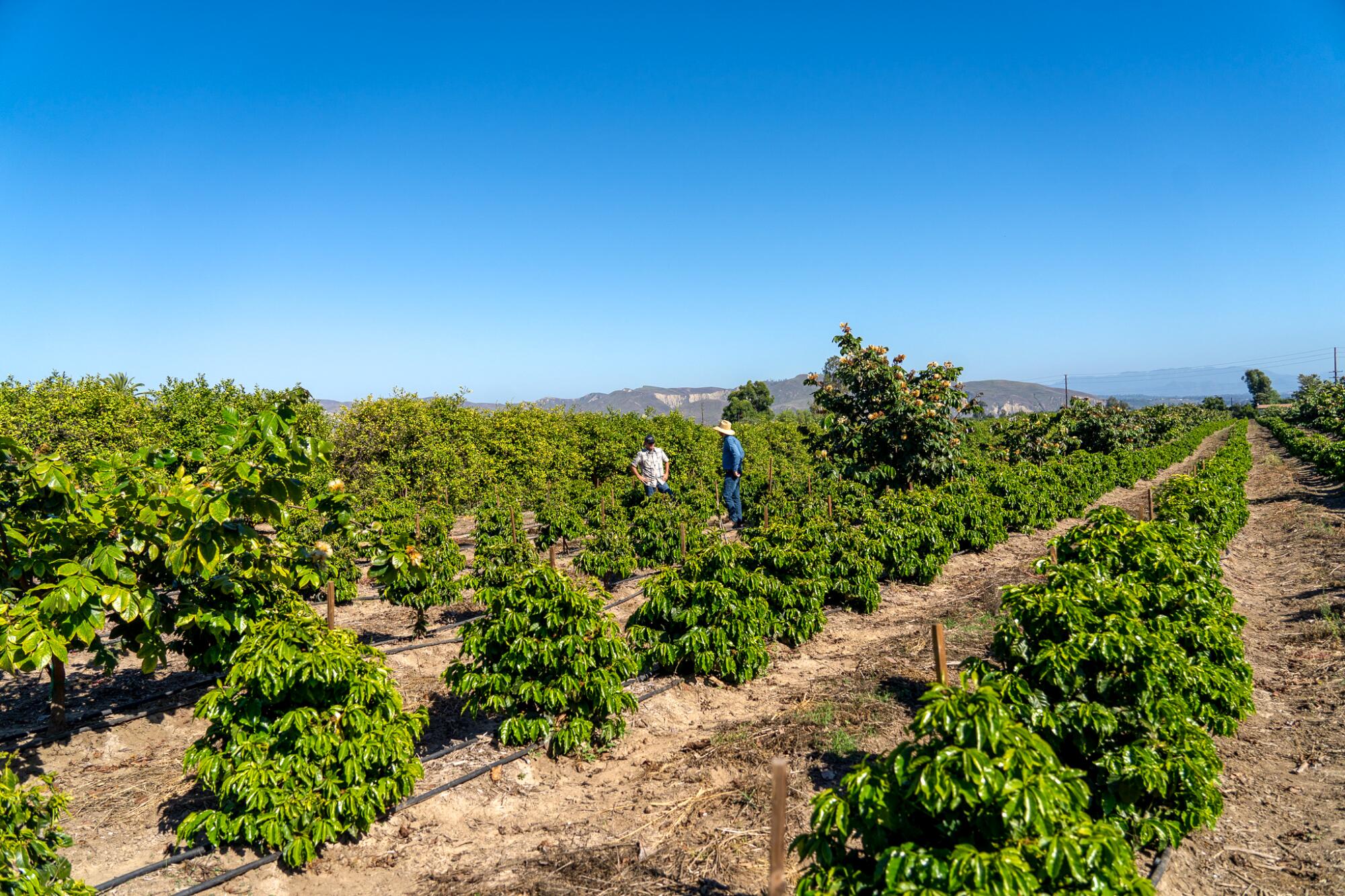 Rows of coffee plants at Frinj Coffee.