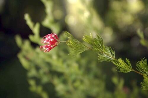 Open Days, grevillea