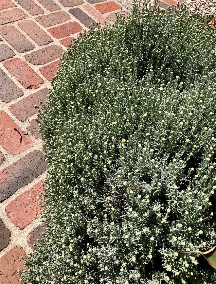 Santolina (Santolina chamaecyparissus) grows next to a brick walkway.