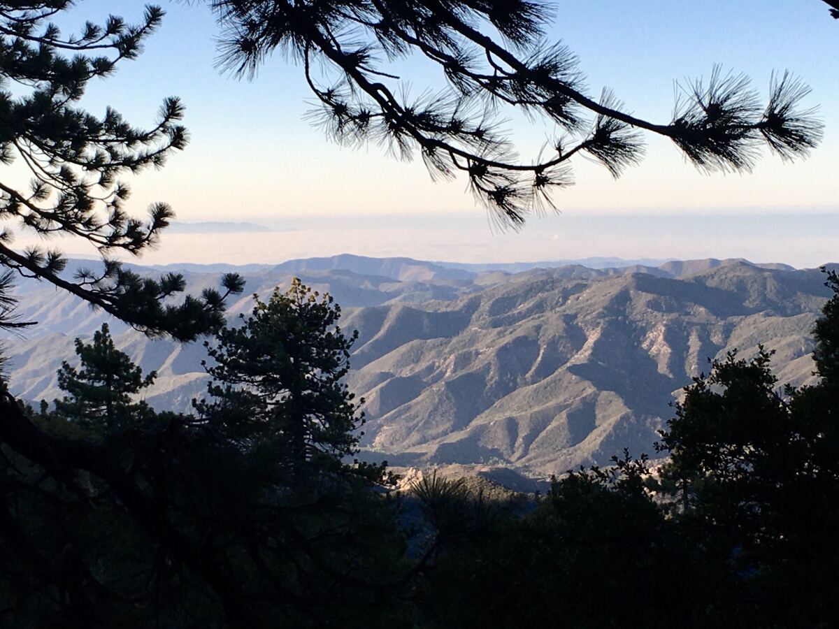 Limbs of a pine tree are in the foreground. In the background are mountains.