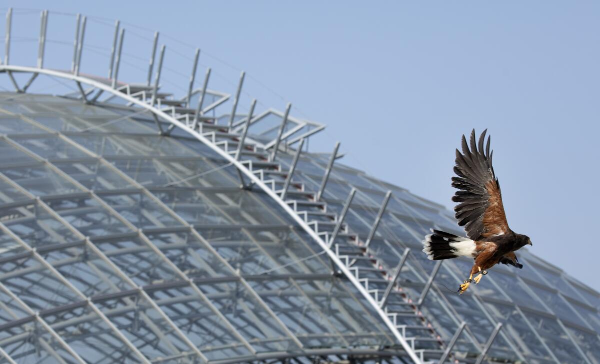 A hawk flies over the Academy Museum dome.