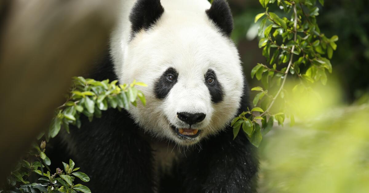 What is panda diplomacy, and why are the bears going back to China