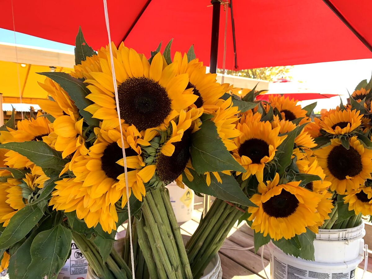 This image provided by Jessica Damiano shows a bouquet of cut sunflowers on Oct. 15, 2019 in Mattituck, N.Y. (Jessica Damiano via AP)
